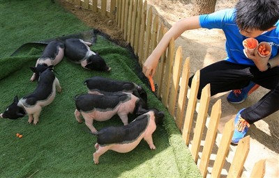 Apa yang Akan Anda Lakukan Jika Guinea Pig Terkena Heatstroke